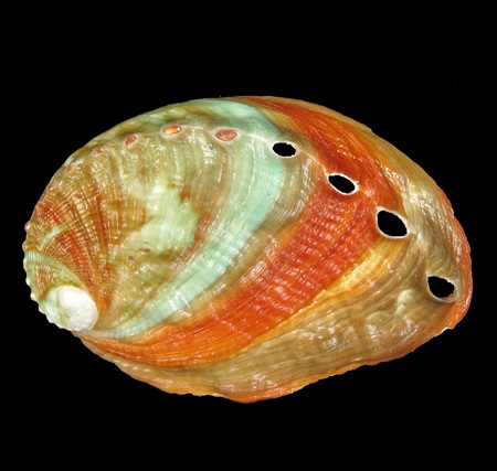 Haliotidae - S 244